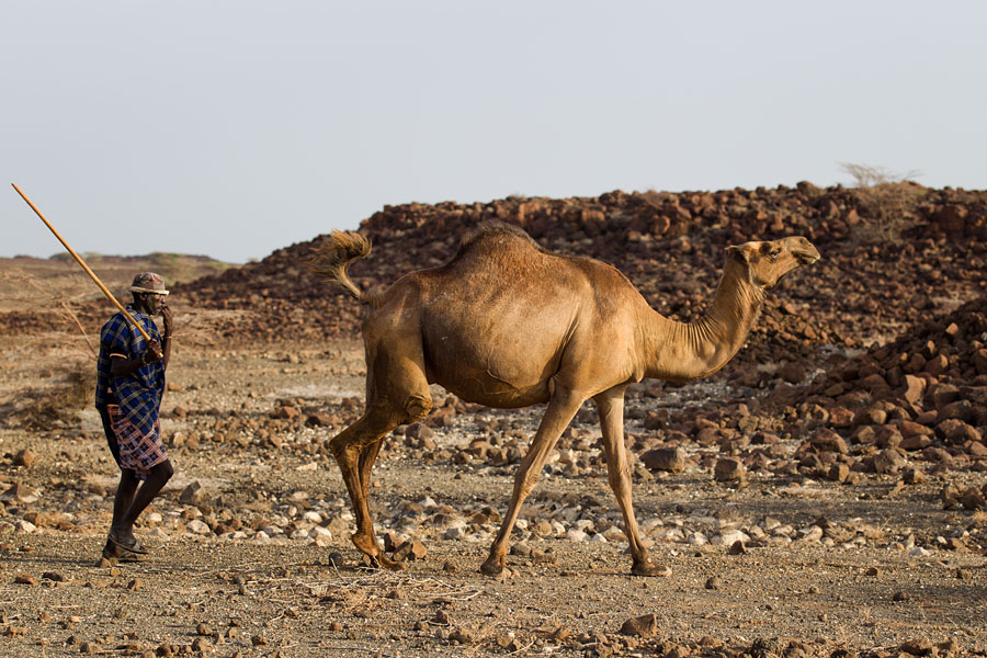 30a. Sjaramu with his in calf camel   Gabra nomads   Kenya